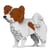 Chien Papillon marron Taille standard | JEKCA | 14 ans et +