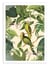 Affiche 30 x 40 cm - Jungle Parakeet - Andrea Haase