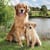 Lot de 4 serviettes en papier découpage collage 33 cm GOLDEN RETRIVER A 1010