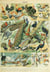 Puzzle 1000 pièces - Illustration du Nouveau Larousse Illustré : Oiseaux, XIXè Siècle - Grafika