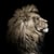 Tableau sur verre lion sepia 30x30 cm