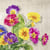 Lot de 4 serviettes en papier découpage collage 33 cm FLEUR PRIMEVERE F 502