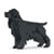 Chien Cocker Anglais noir Taille standard | JEKCA | 14 ans et +