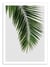 Affiche - Palm Leaf - Orara Studio