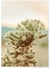 Affiche Nature Desert 2 | A3 : 29,7x42cm