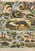 Puzzle 1000 pièces - Illustration du Nouveau Larousse Illustré : Reptiles, 1897-1904 - Grafika