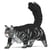 Chat Maine Coon gris | JEKCA | 14 ans et +