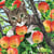 Lot de 4 serviettes en papier découpage collage 33 cm CHAT POMME A 202