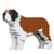 Chien Saint Bernard Taille standard | JEKCA | 14 ans et +