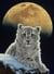 Puzzle 2000 pièces - Schim Schimmel - Moon Leopard - Grafika