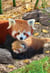 Puzzle 250 pièces - Save the Planet - Red Pandas - Eurographics