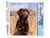 Peinture par Numéro Figured'Art - Chien labrador - Kit de Loisir Créatif DIY Numéro d'Art Complet - 40x50cm sans châssis en bois