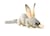 Bilby 35cmL -  Hansa