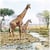 Lot de 4 serviettes en papier découpage collage 33 cm GIRAFE A 313