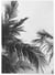 Poster nature Feuille de palmier n°2 | A3 : 29,7x42cm