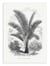 Affiche 30 x 40 cm - Vintage Palm Tree Drawing Vii - Les Palmiers Histoire