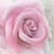 Lot de 4 serviettes en papier découpage collage 33 cm SAGEN VINTAGE LA ROSE