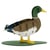Maquette 3D en papier Canard colvert mâle - Fridolin