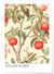 Affiche William Morris n°17 | A3 : 29,7x42cm