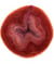 Fil à tricoter ESSENTIALS SUPER KID MOHAIR COLOUR LOVE - Rico Design 16 Rouge