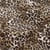 Tissu Sweat léger French Terry Alya extensible léopard Brun et Noir sur fond Beige sable