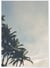 Poster Palmiers Tropicaux | A3 : 29,7x42cm