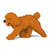 Chien Caniche Nain qui marche roux Taille standard | JEKCA | 14 ans et +