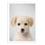 Affiche 30x40 cm - Golden retriever puppy - Gal Design