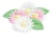 6 marguerites + 6 feuilles vertes azyme (blister)