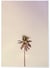 Poster nature Palm Trees 6 | A3 : 29,7x42cm