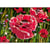 Princesse - Canevas antique Les coquelicots 32x50cm