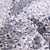 Tissu Coton imprimé Arty Léonie bleu et gris sur fond Blanc