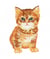 Ecussons Thermocollant Chats 3,5 X 6,5 cm - Mediac Orange