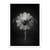 Affiche 50x70 cm - Floral Ballet - Catchlight Studio