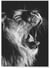 Poster Lion noir et blanc 2 | A3 : 29,7x42cm