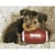 Bébé chien au ballon de foot US – Intermédiaire