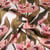 Tissu Toile de Coton Canvas Digital Fleurs botaniques vintage sur fond Ecru
