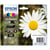 EPSON Multipack XL T1806 - Pâquerette - Noir, Cyan, Magenta, Jaune (C13T18164012)