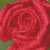 Rosée de rose
