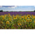Tableau sur toile champ de tournesols en Provence 45x65 cm