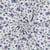 Tissu Jersey Coton imprimé Fleuris Naia sur fond Blanc