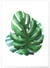 Affiche Monstera | A3 : 29,7x42cm