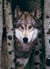Puzzle 1000 pièces - Loup Gris - Eurographics