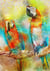 Puzzle 1000 pièces - Parrots - Bluebird Puzzle
