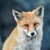 Tableau sur toile renard 45x45 cm
