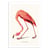 Affiche 50x70 cm - Boho Flamingo - Jonas Loose