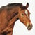 Lot de 4 serviettes en papier découpage collage 33 cm CHEVAL A 1008