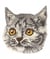 Ecussons Thermocollant Visage de chat 3 X 3 cm - Mediac 001 Multicolore