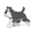 Chien Schnauzer Moyen qui marche gris et blanc Taille standard | JEKCA | 14 ans et +