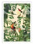 Affiche 30 x 40 cm - Tropical Jungle Toucan Vertical Version - Andrea Haase